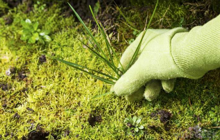 types-of-garden-gloves