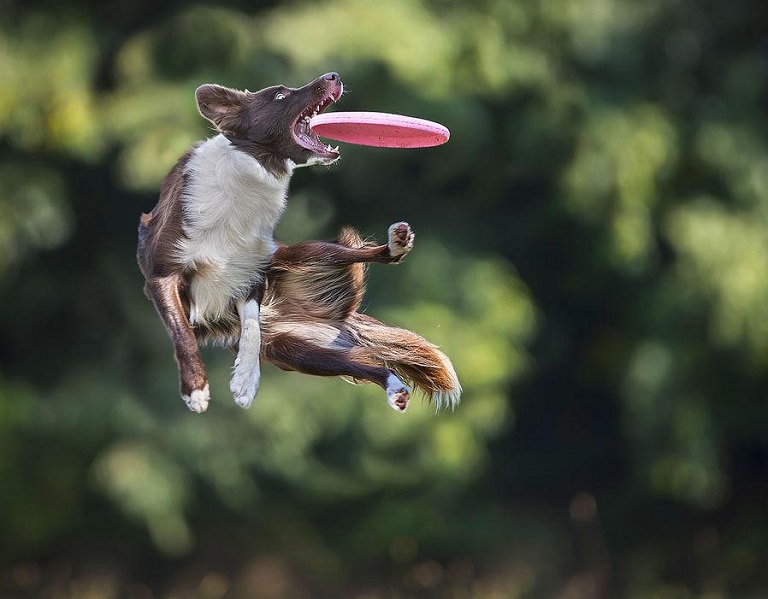 Dog and Frisbee