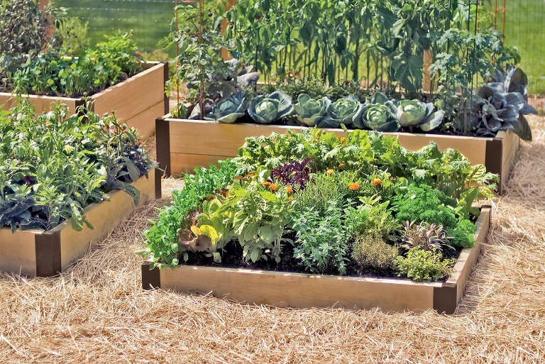 Raised Beds