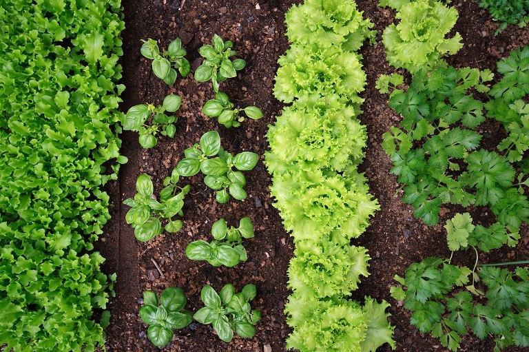 Garden Vegetables