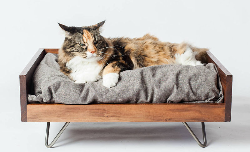 Steps to Buying the Ideal Cat Bed for Your Little Ball of Fur 3Steps