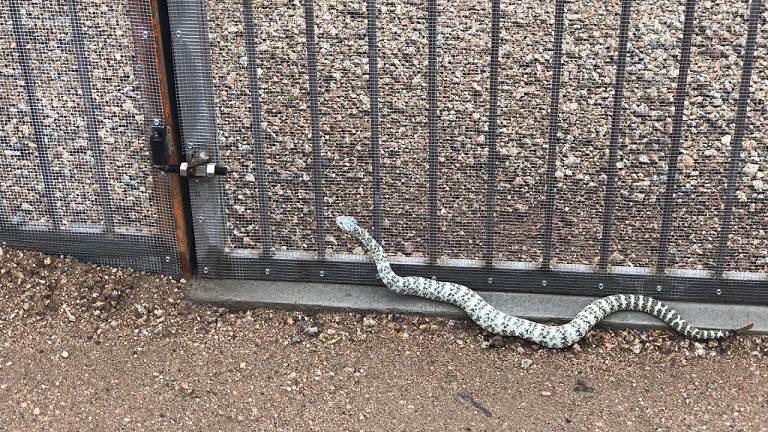 electric fence for snakes