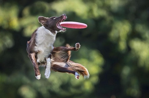 Dog-and-Frisbee-Featured.jpg