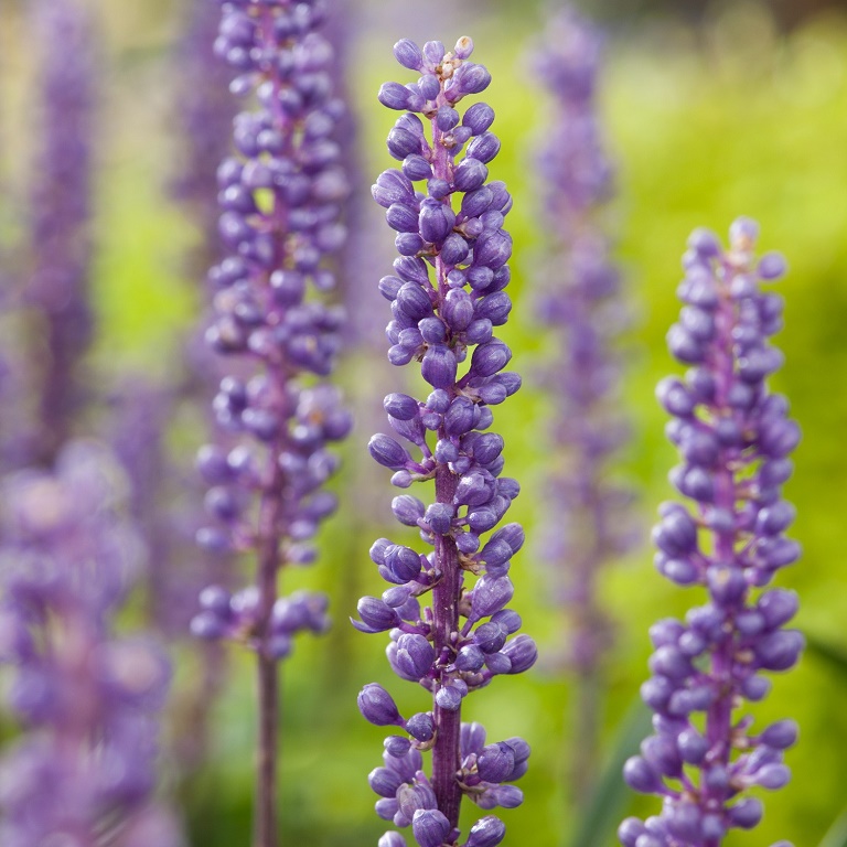 Liriope-Muscari-2.jpg