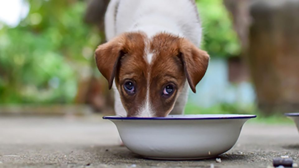puppy-eating-from-bowl-960x540-960x540.jpg