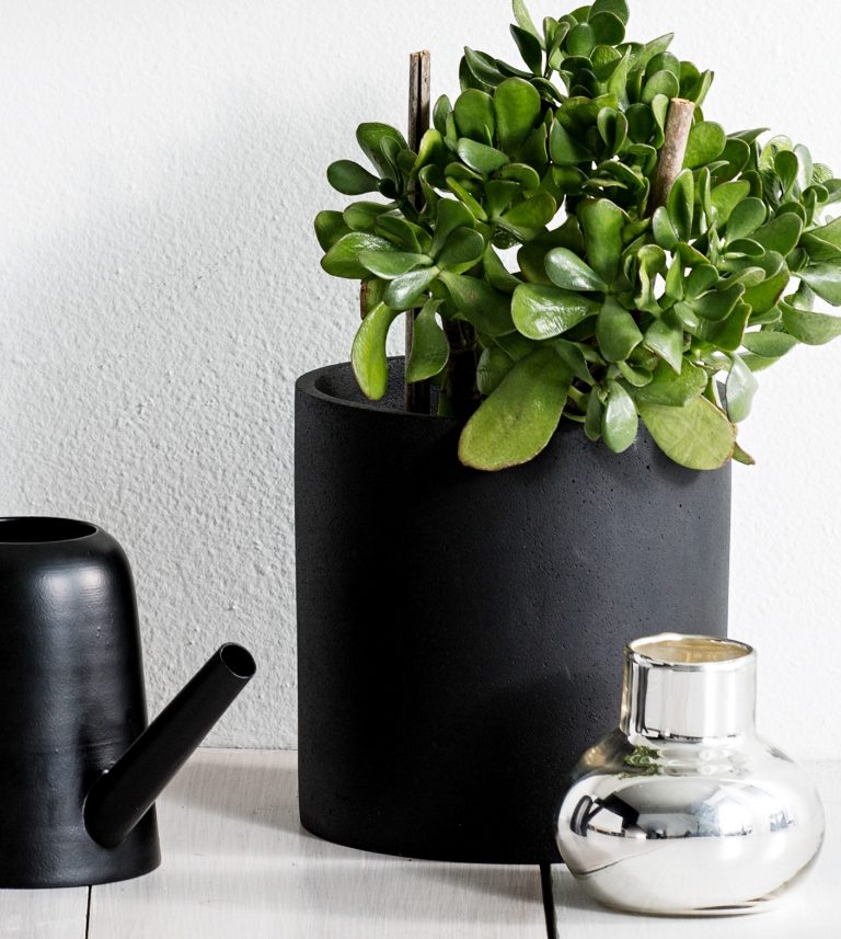 black concrete plant pots