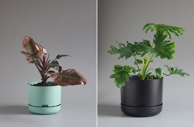 plants in selfwatering pots