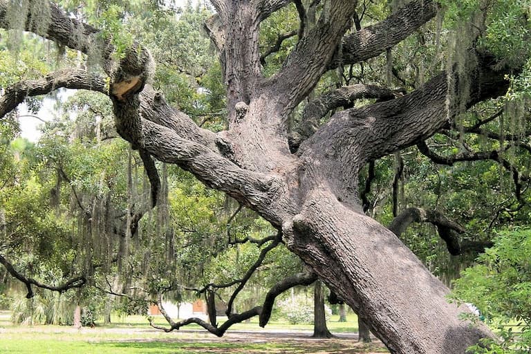 a leaning tree