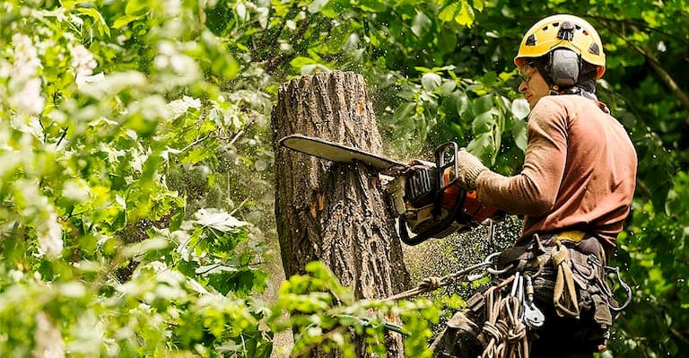 professional arborist cutting a tree