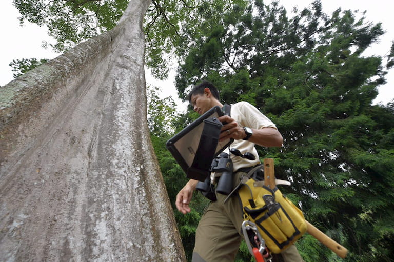 professional arborist inspecting the tree base