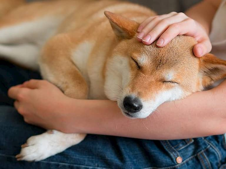 owner holding dog's head