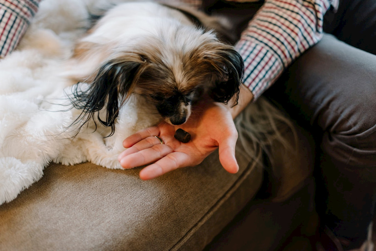 giving dog medication trough treat