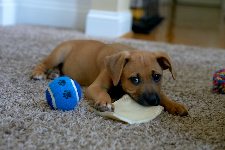 dog and his ball