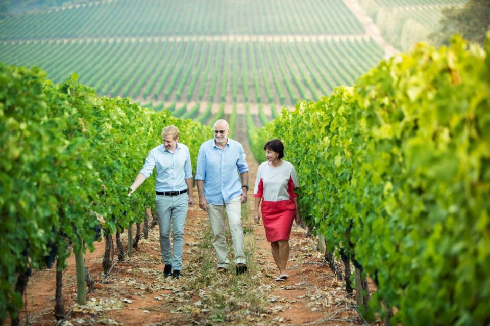 sauvignon blanc vineyard