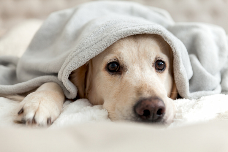 blanket for dog