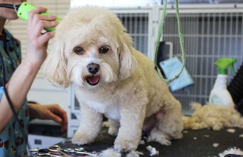 corded dog clippers 