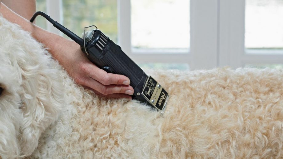 quiet dog clipper