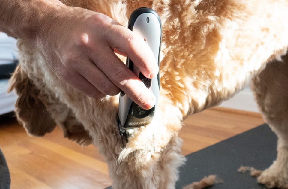 single speed dog clippers