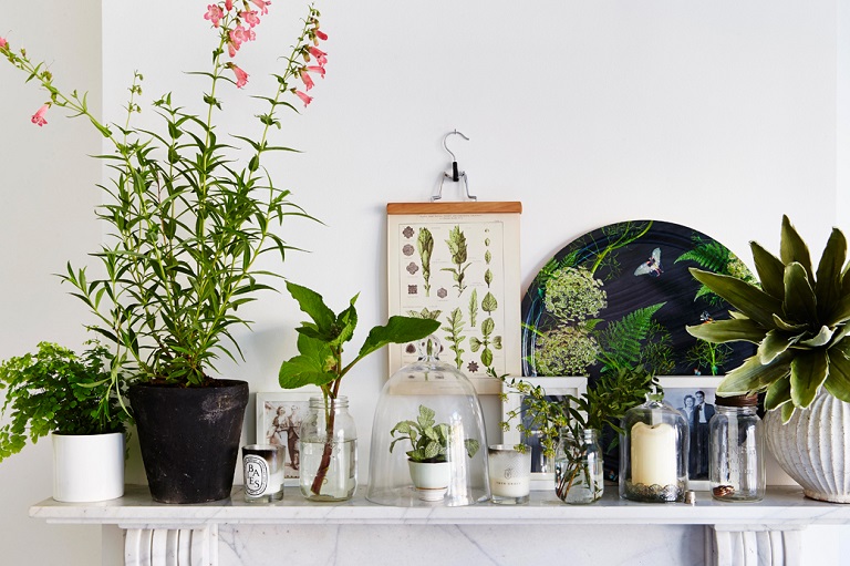 different plants displayed in different vases